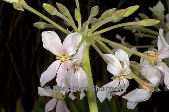 pelargonium luridum 2 graphic